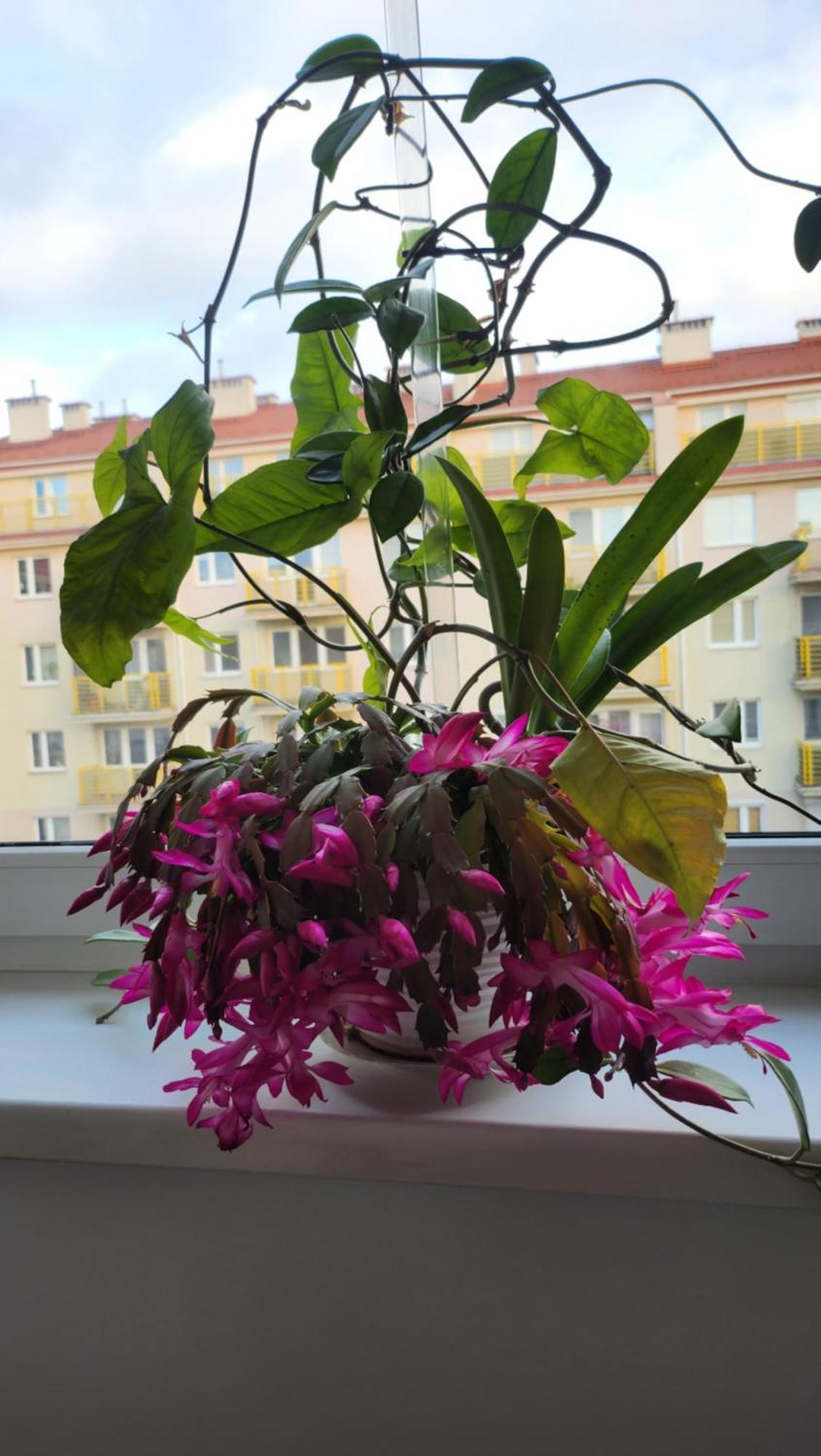 Wspomnienie Mlodosci Lägenhet Kraków Exteriör bild